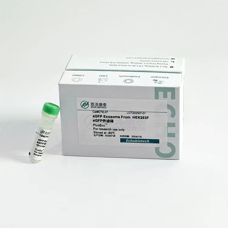eGFP 外泌体